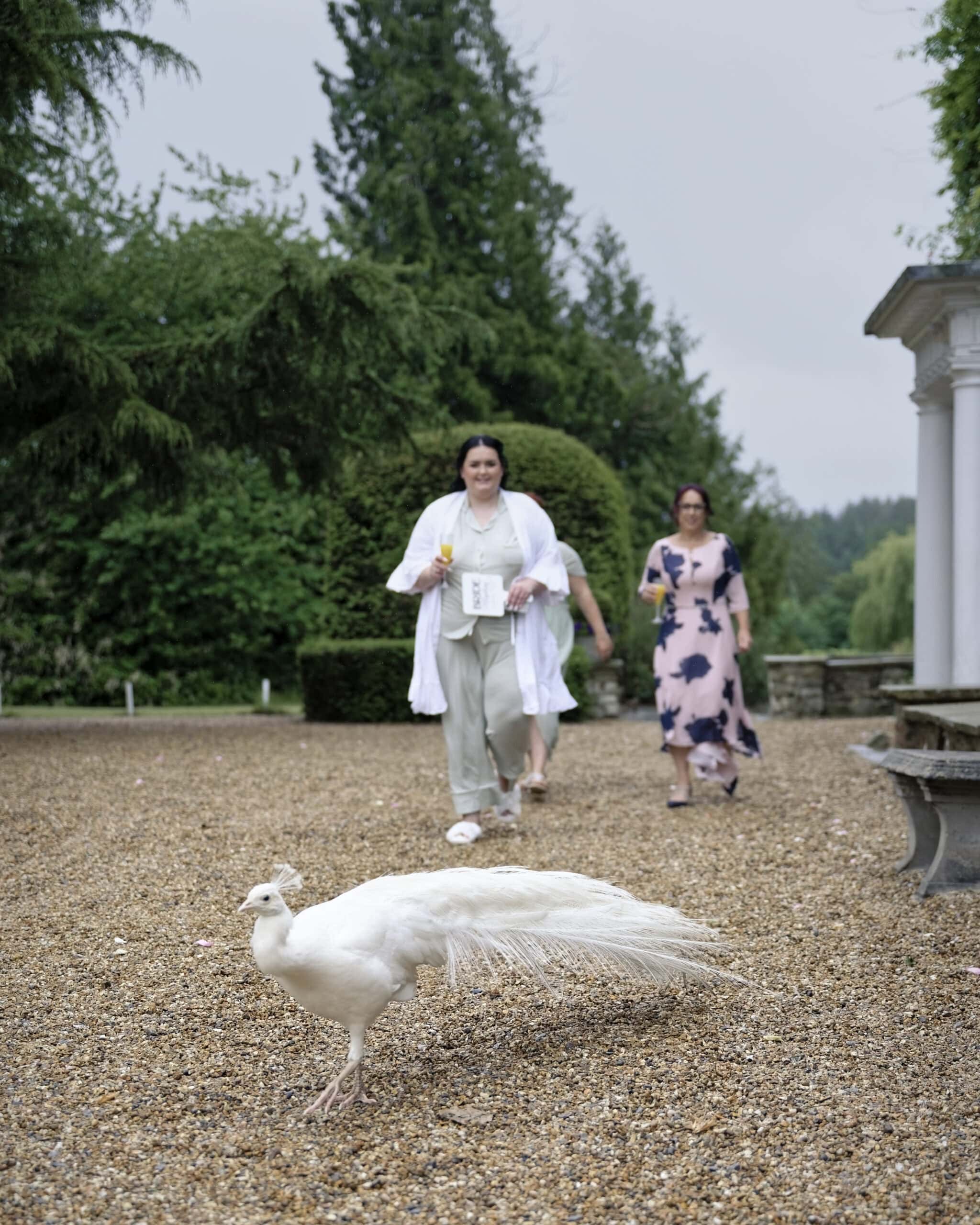 Bride's mum crossing the garden past a resident peacock