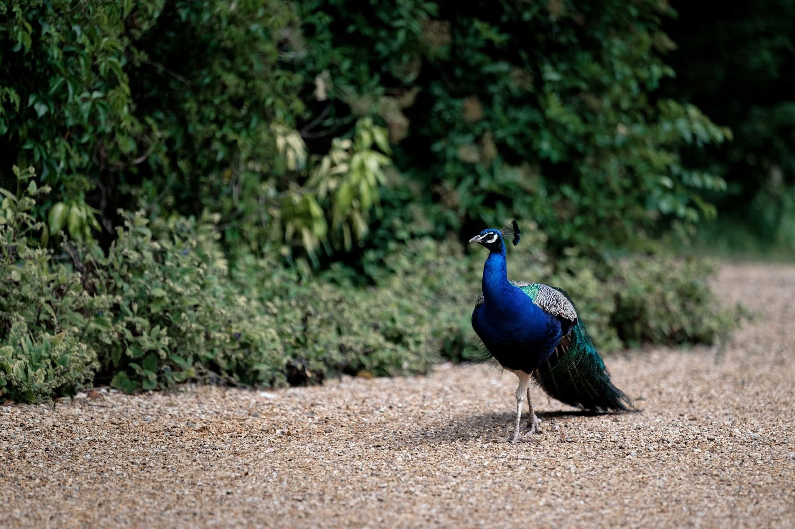 Resident peacock in the grounds of Northbrook Park