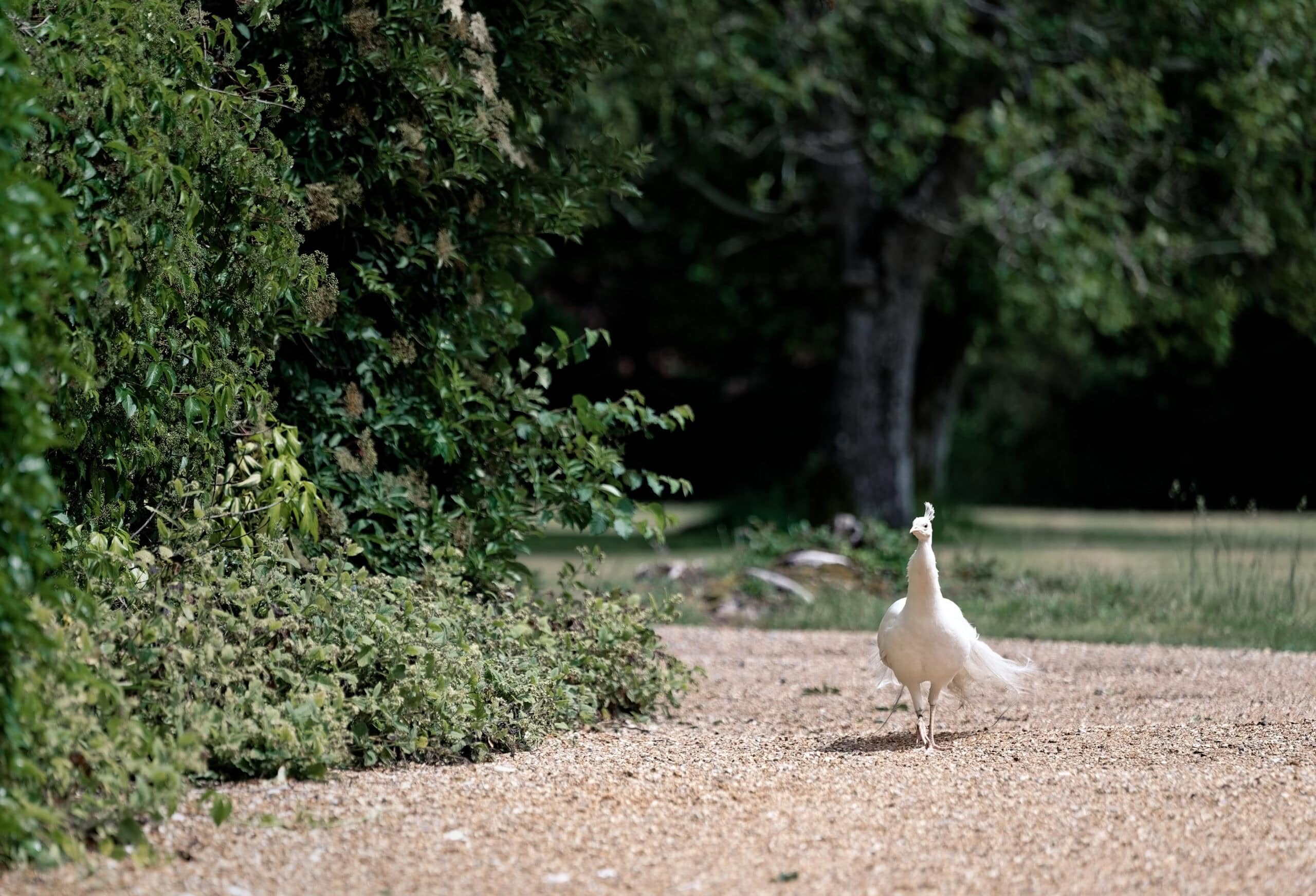 White peacock on the gravel drive at Northbrook Park