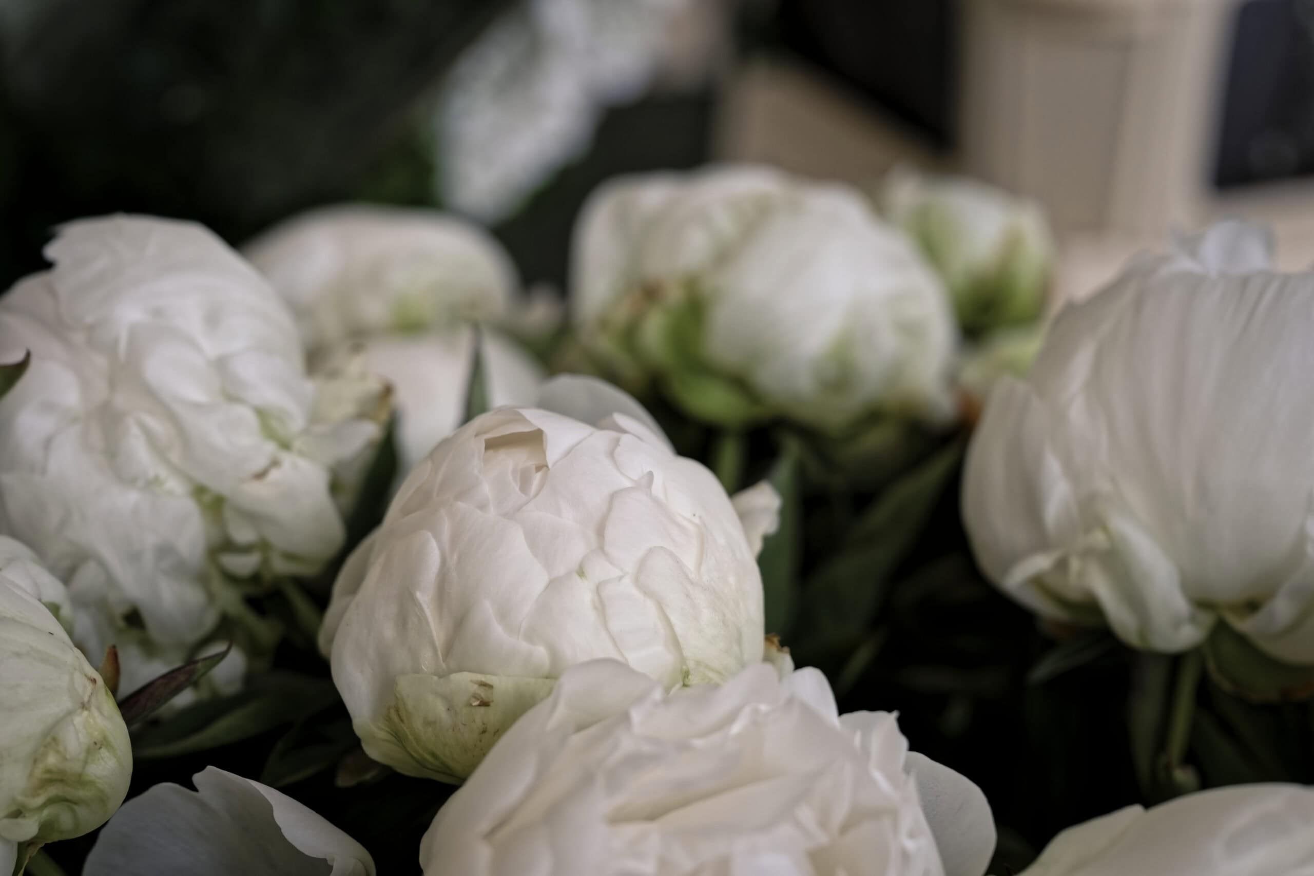 Close-up of white peonies and roses in the bridal bouquet