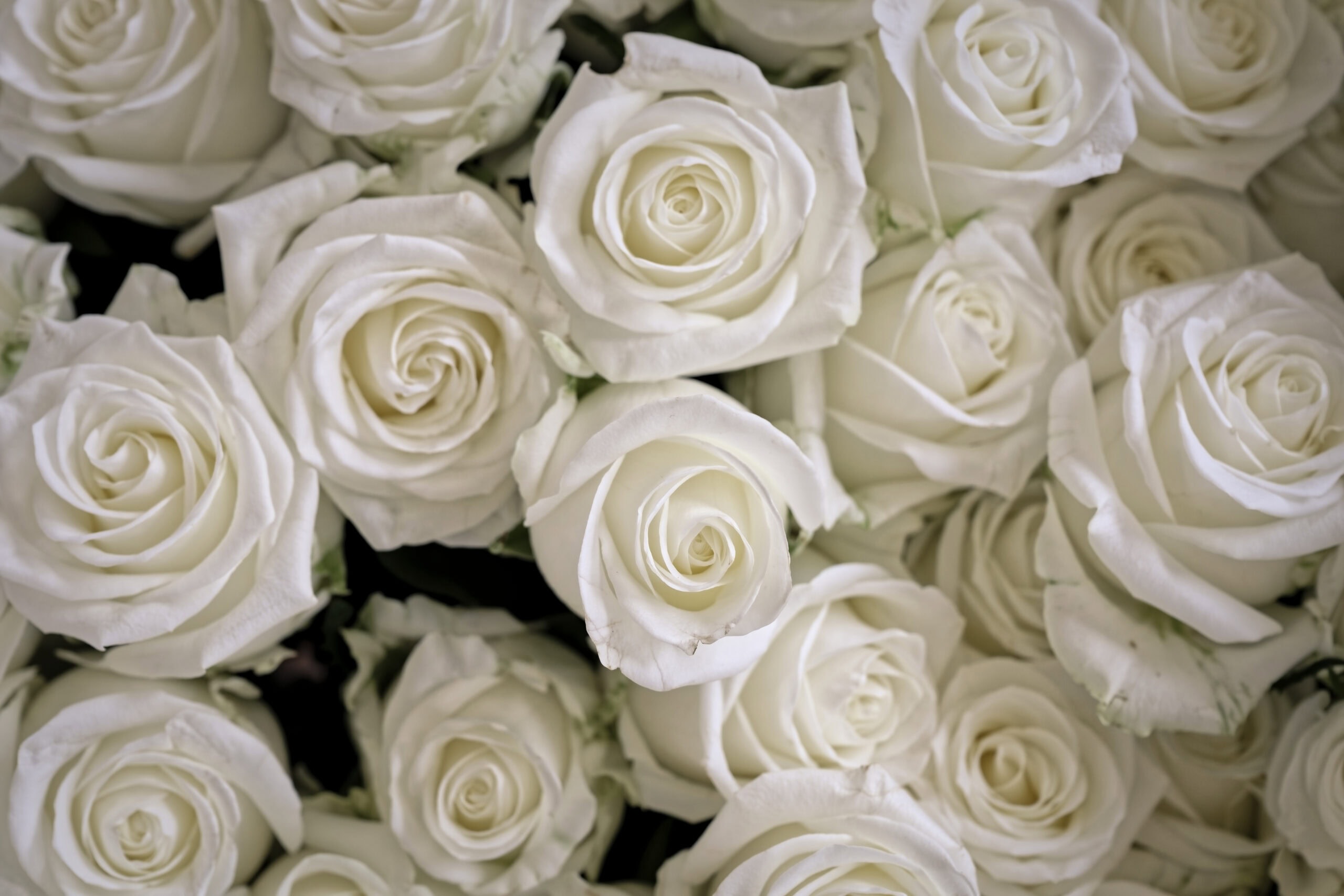 Close-up of an all-white rose bridal bouquet