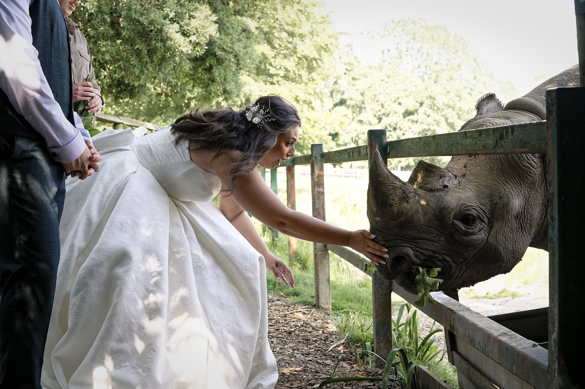 Bride reaching to touch a rhino at the fence as Josh and a keeper look on