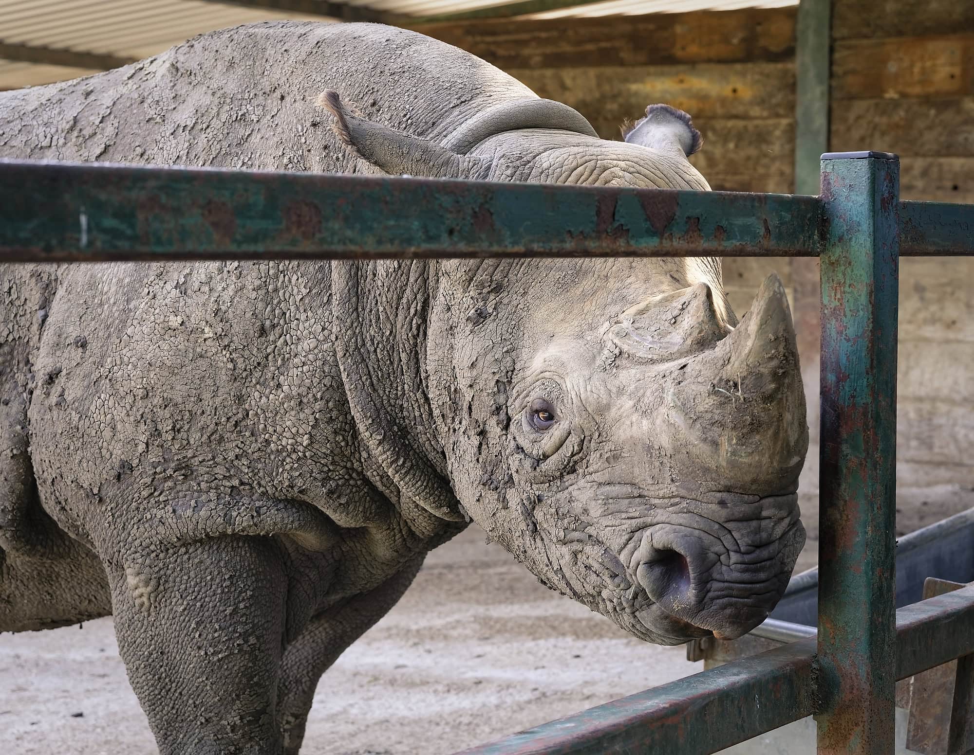 Close-up portrait of a rhino at Port Lympne Reserve