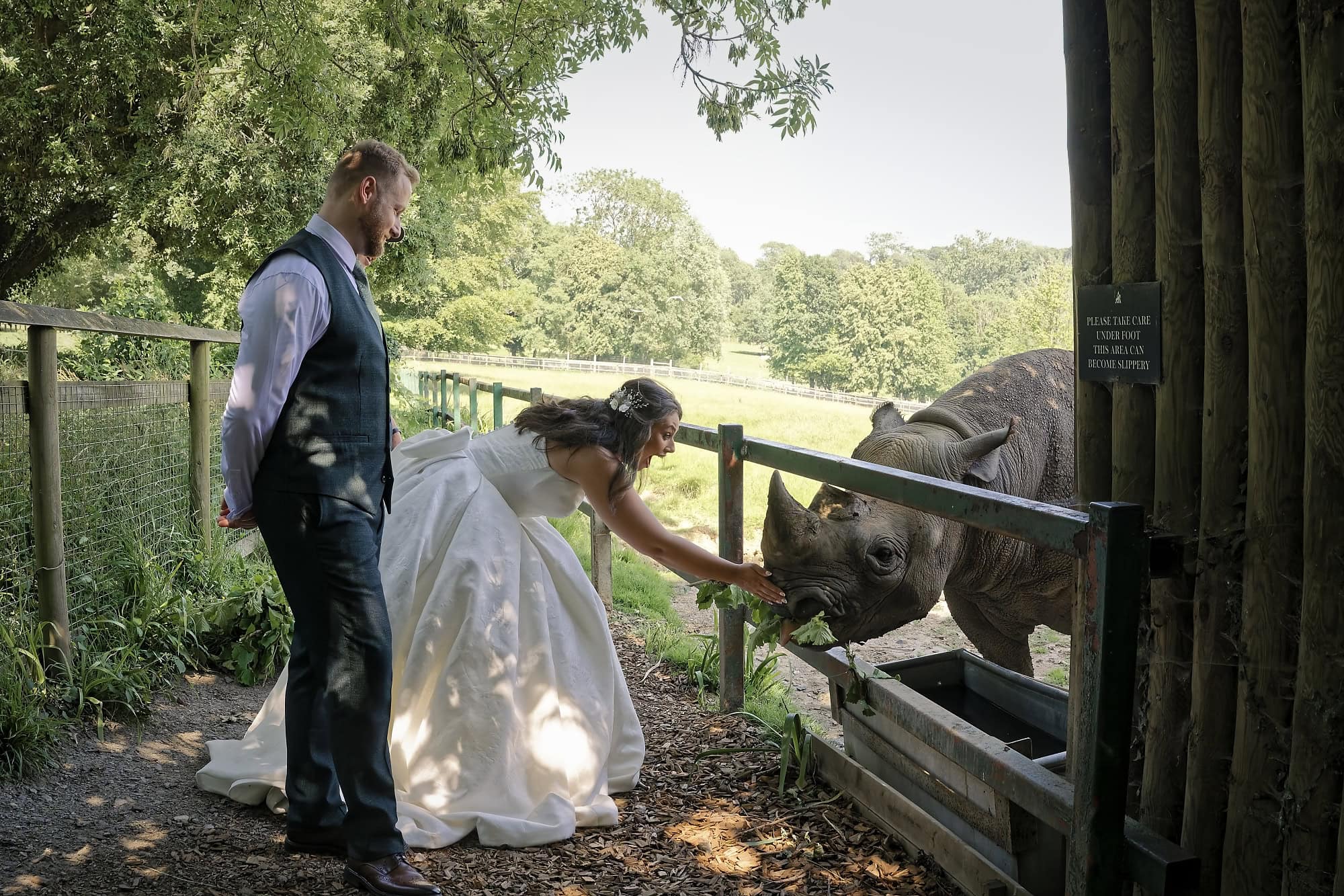 Bride feeding a rhino as her groom watches close by at Port Lympne Reserve