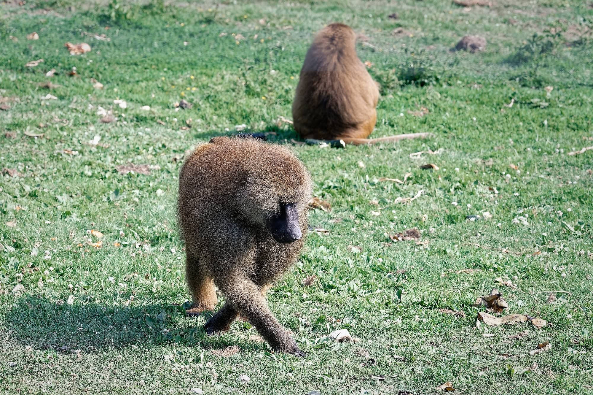 Baboons on the grass at Port Lympne Reserve