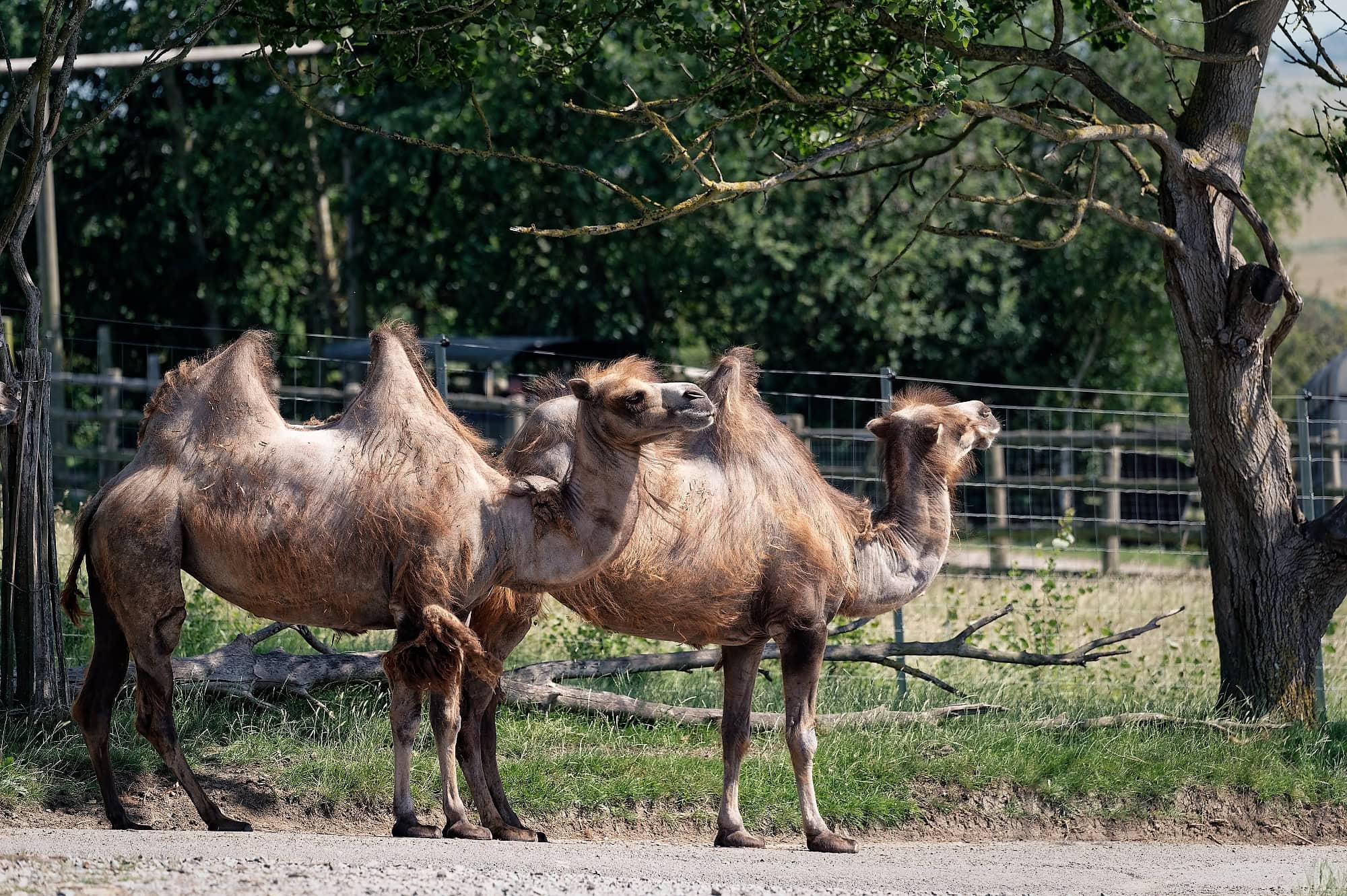 Bactrian camels on the Port Lympne safari drive