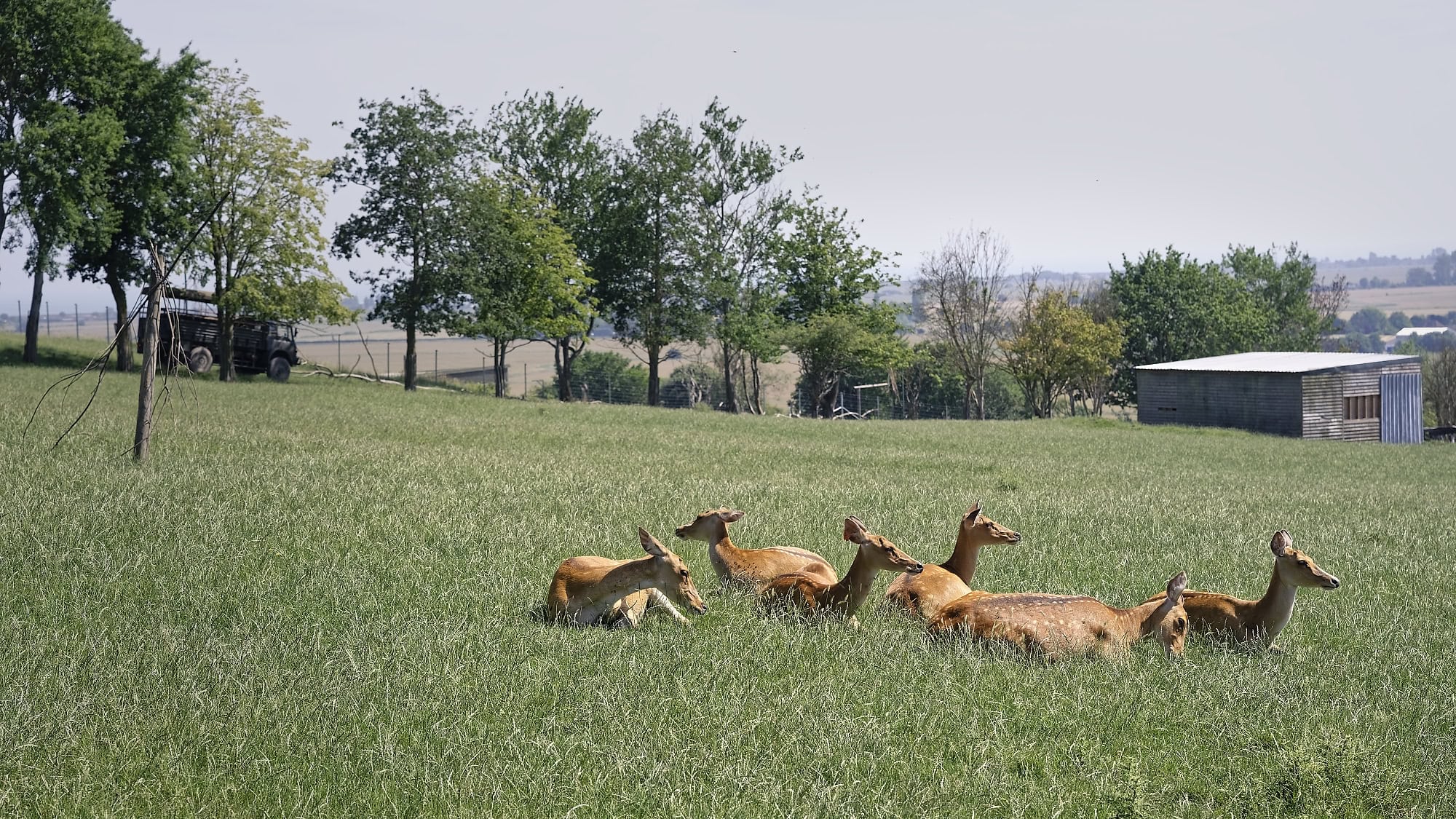 A herd of deer resting in the grounds during the Port Lympne safari drive
