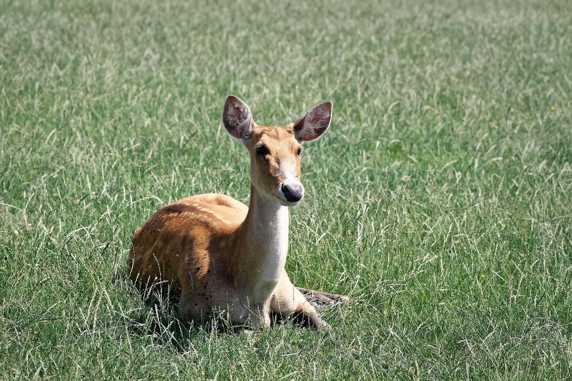 A deer resting in the grass at Port Lympne Reserve