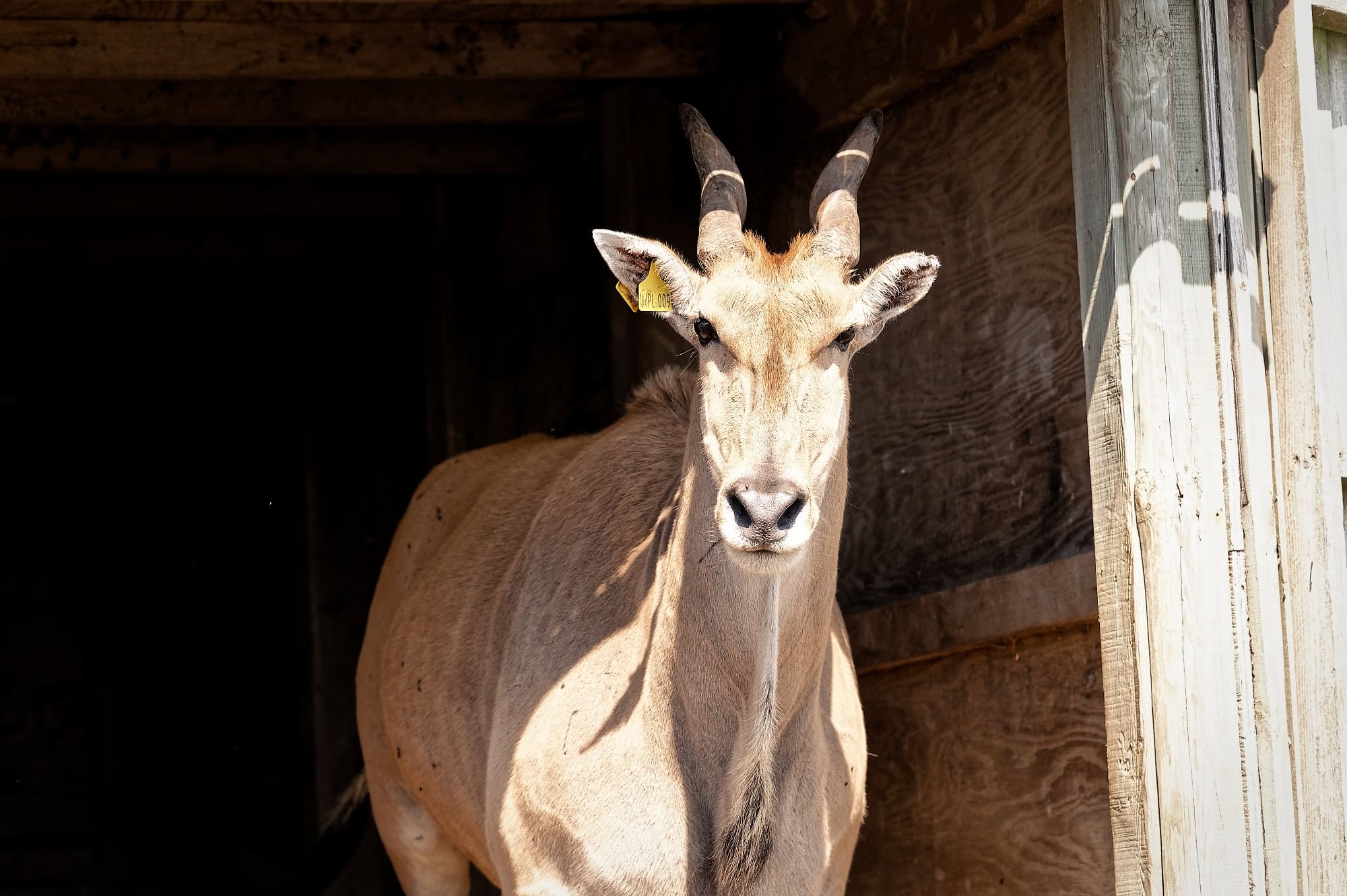 An eland stood in a barn doorway at Port Lympne Reserve