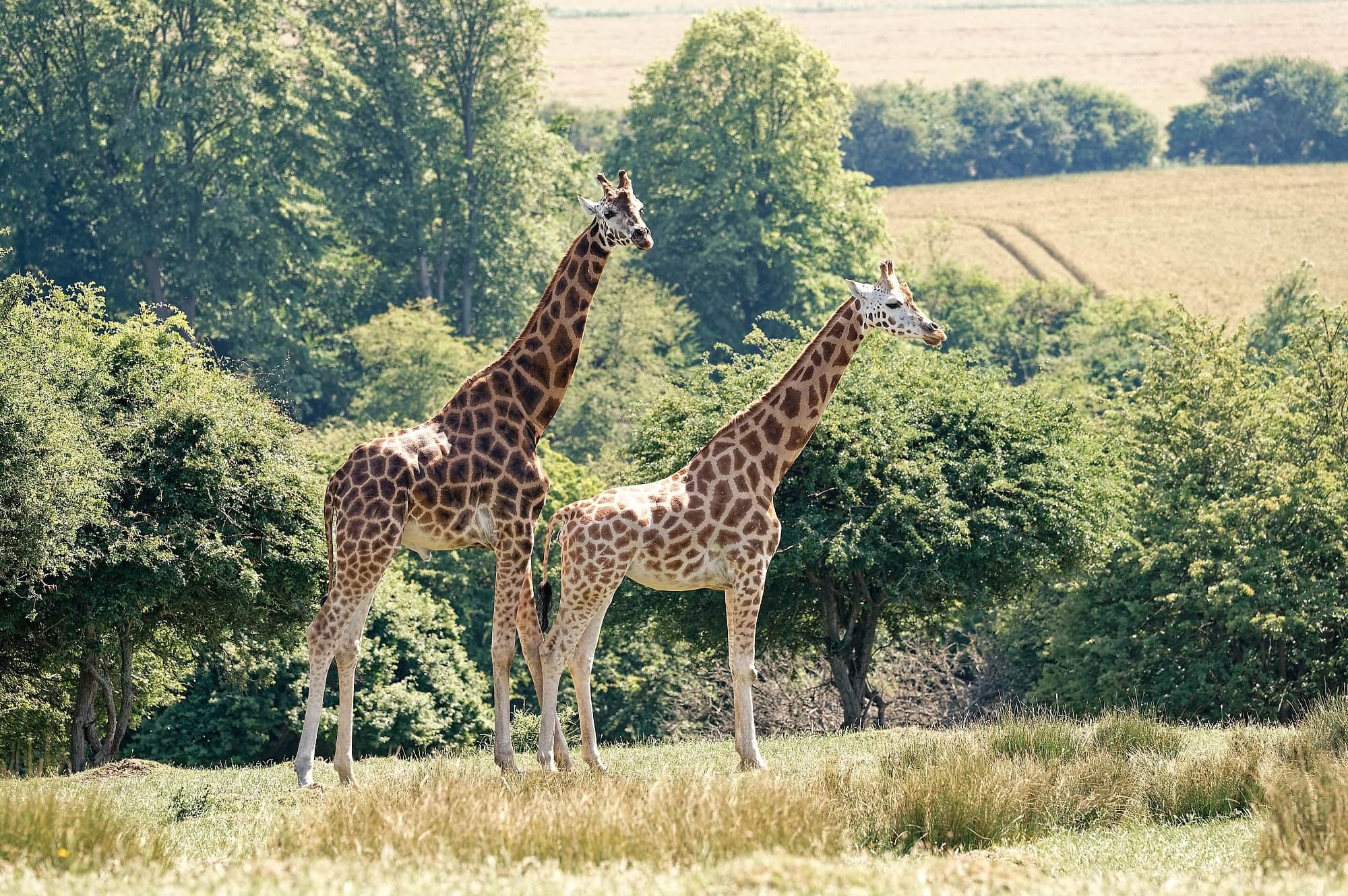 Two giraffes grazing in open grassland at Port Lympne