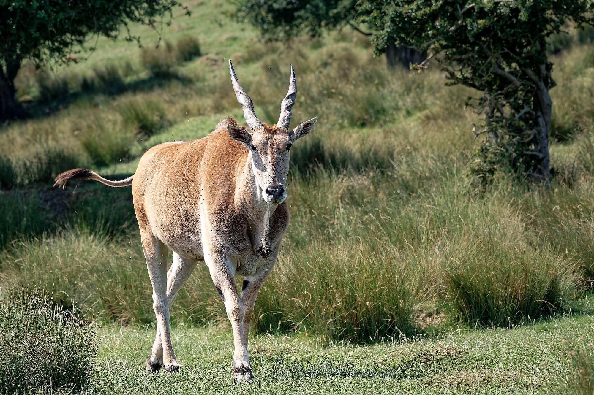 Portrait of an eland in the grass at Port Lympne Reserve