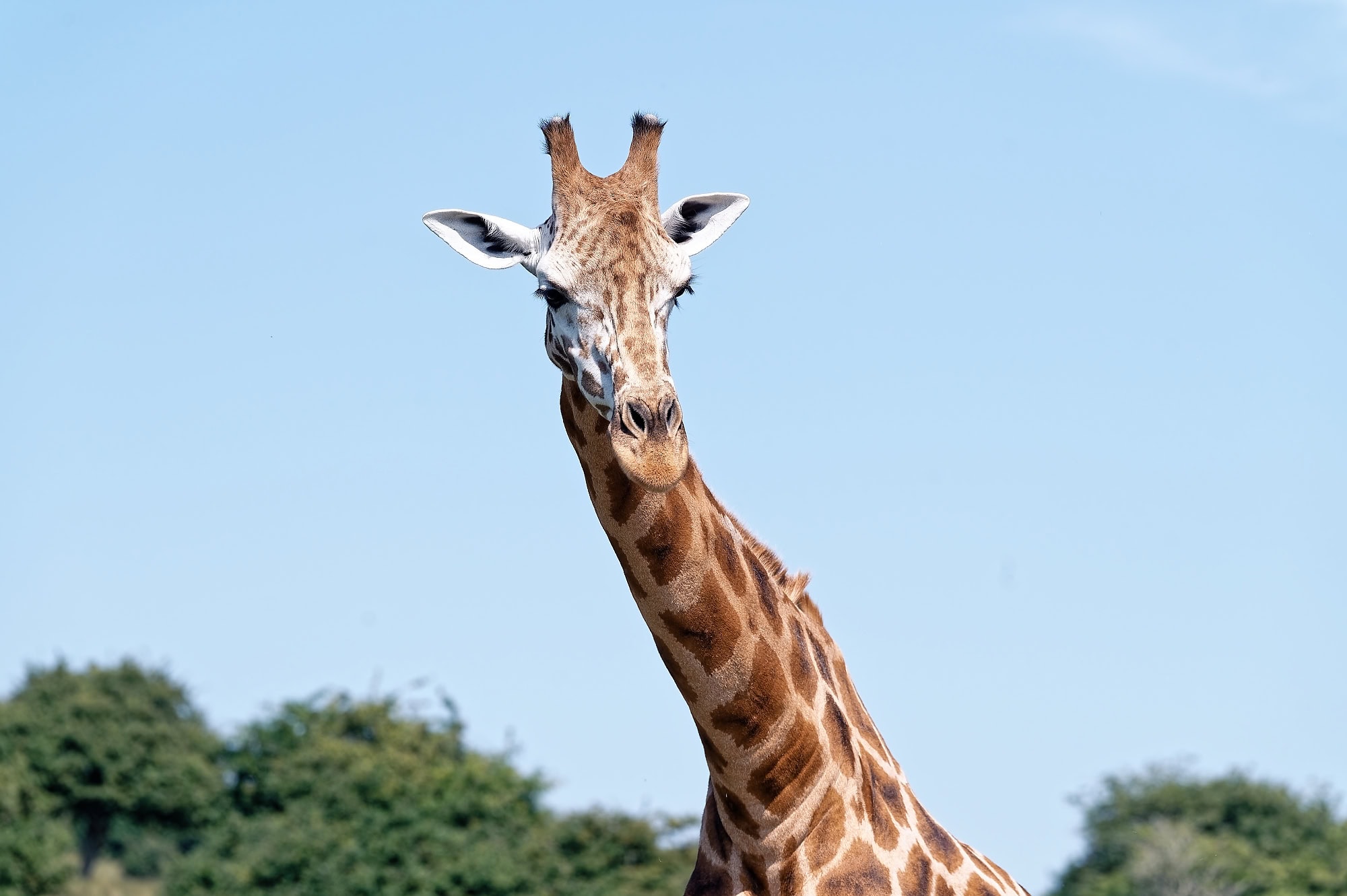 Close up portrait of a giraffe against a clear sky at Port Lympne