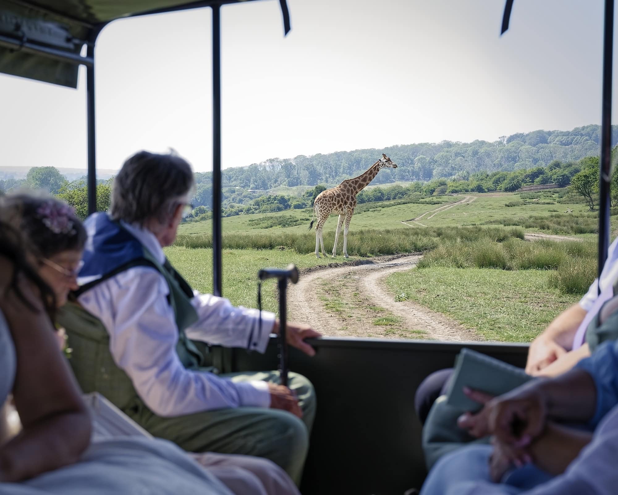 Wedding guests spot a giraffe from the safari vehicle at Port Lympne