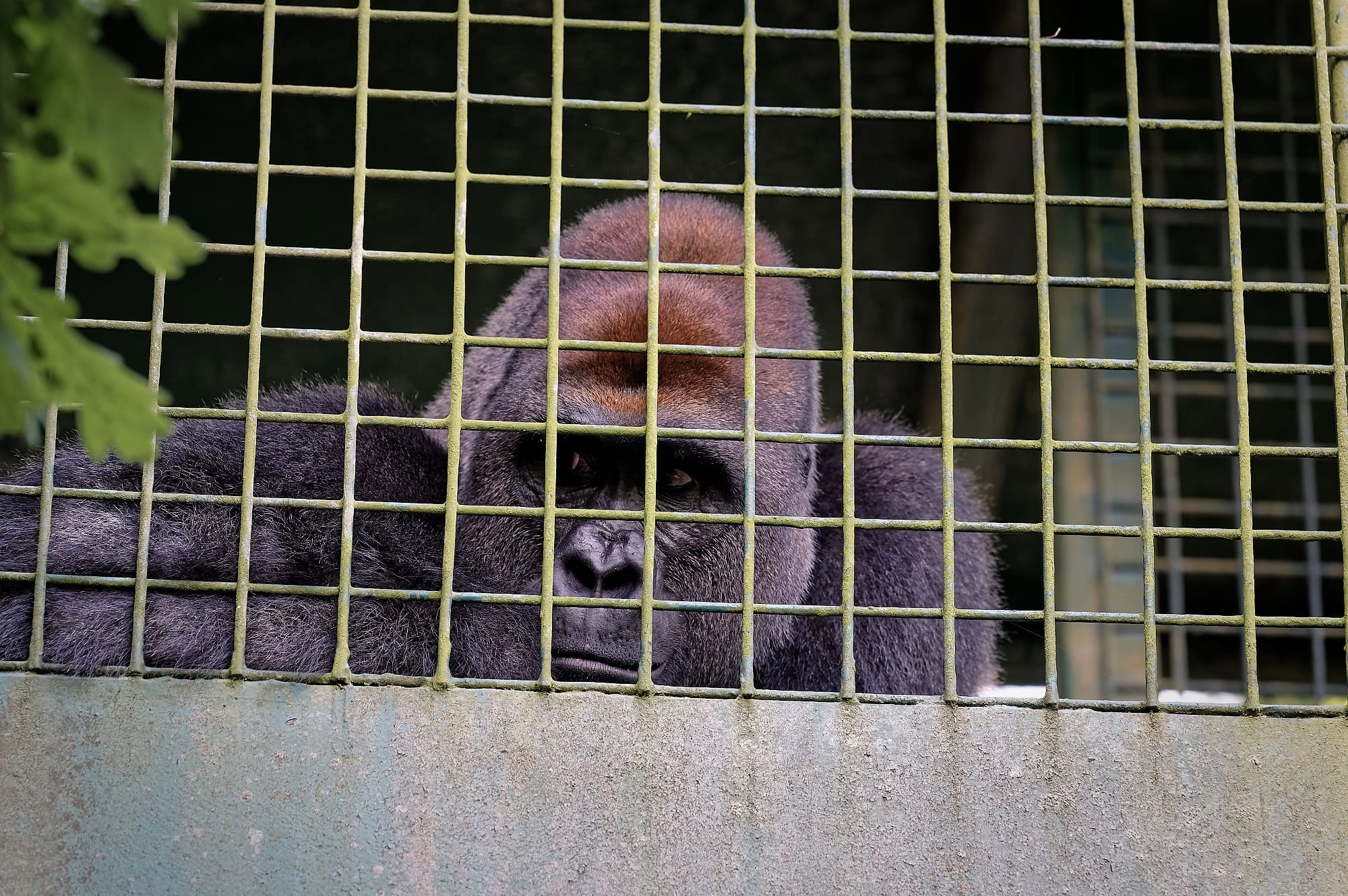 A gorilla seen up close through the enclosure fencing at Port Lympne