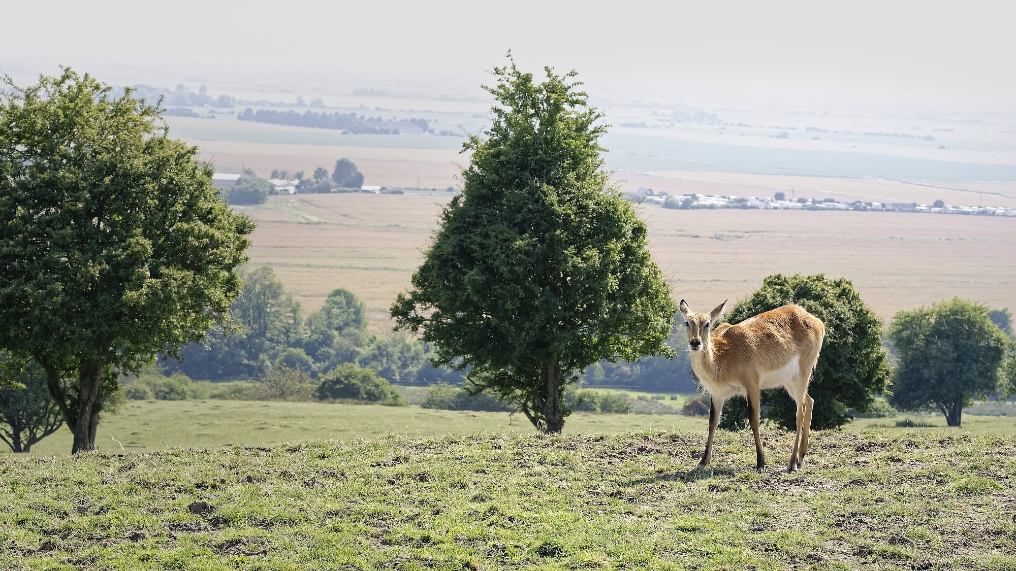 Wide view of the Port Lympne reserve and Kent countryside from the safari drive