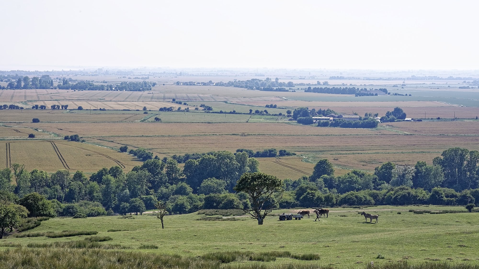Animals grazing across the wide open reserve at Port Lympne