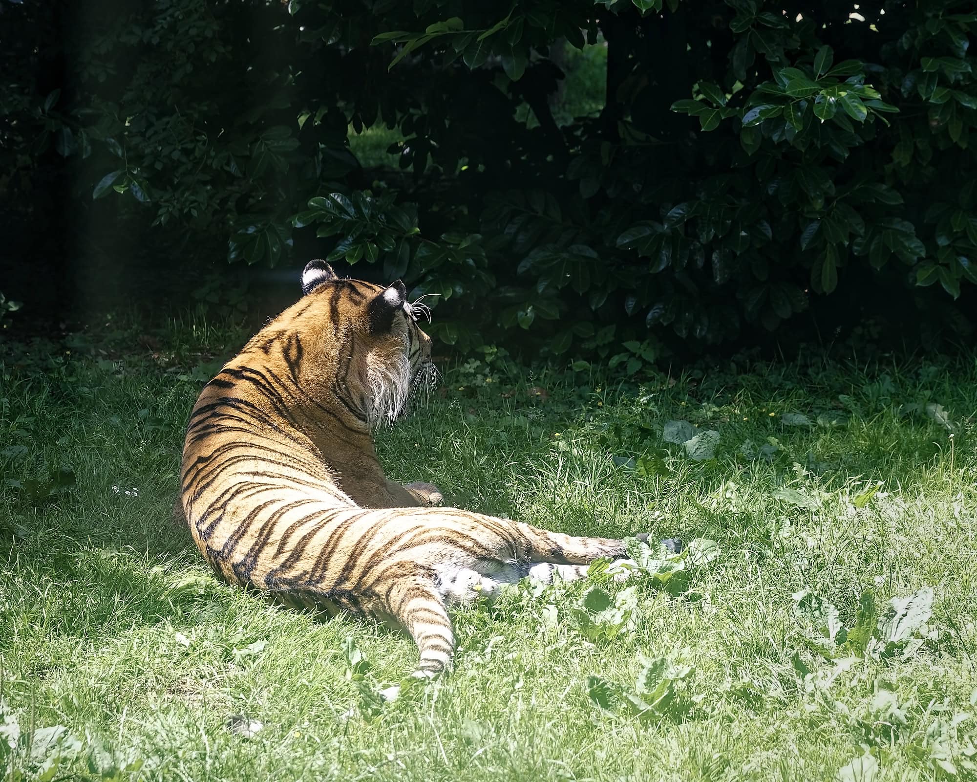 A tiger resting just beyond the glass wall of Tiger Lodge at Port Lympne