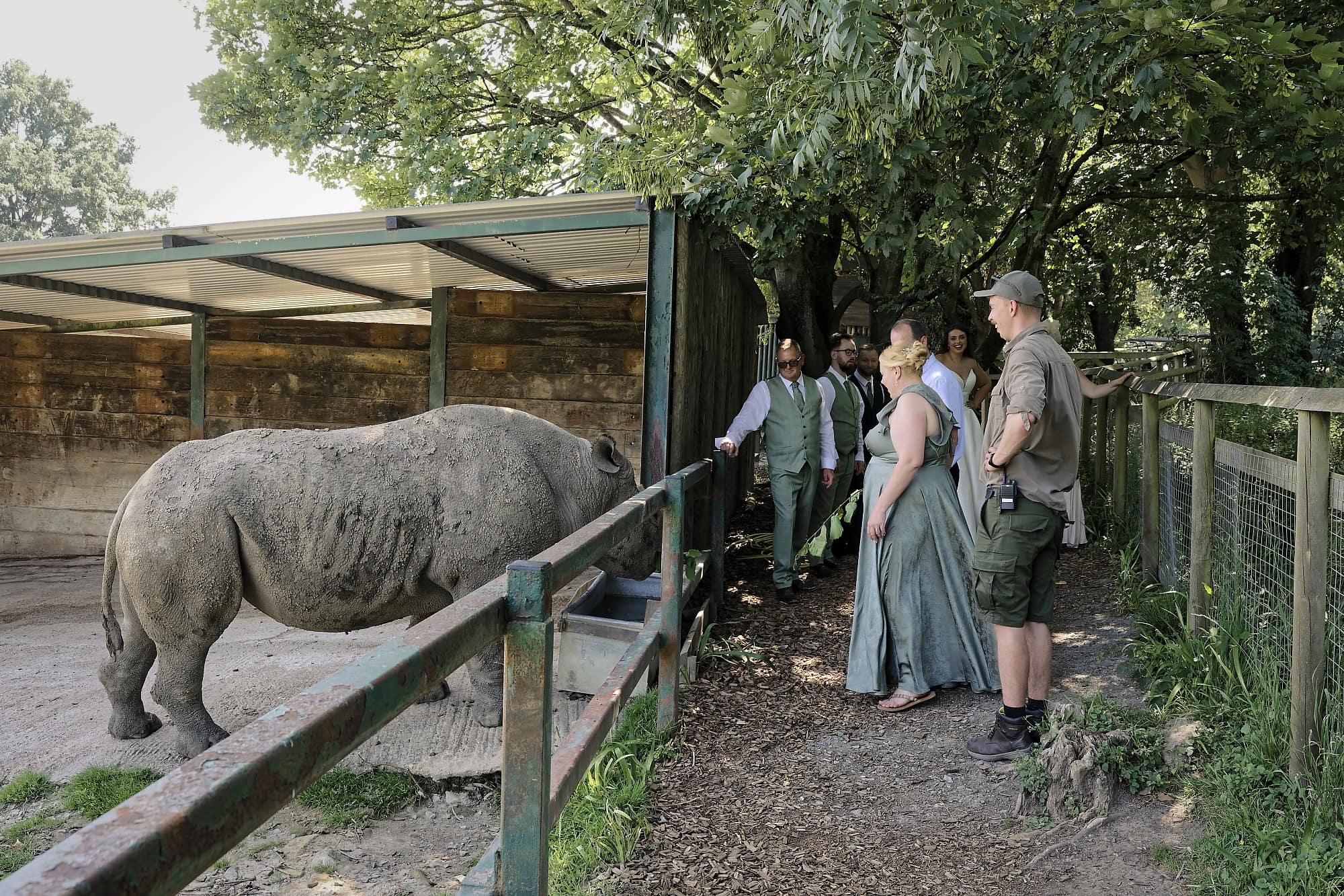 Wedding party approaching the rhino enclosure with a keeper at Port Lympne Reserve